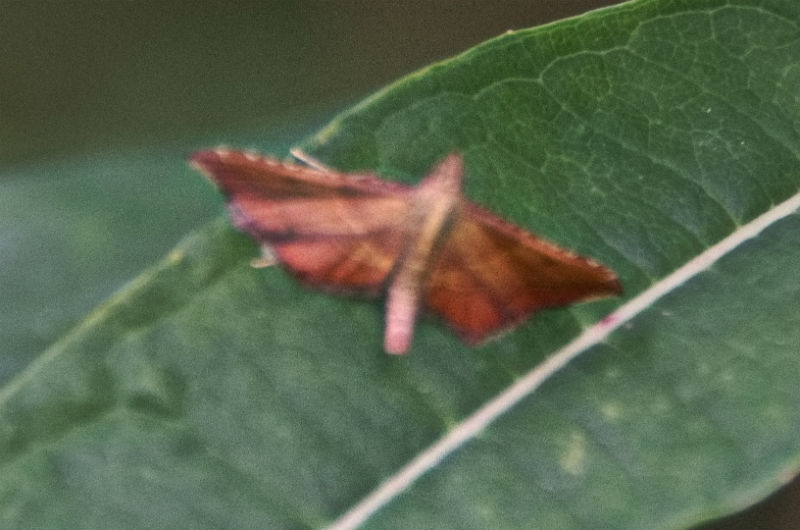 Nachtvlinder onbekend